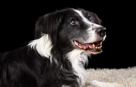 Border Collie Fly Rainbow Shooting