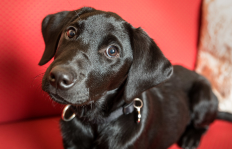 Chelsea Labrador Welpe Home Shooting