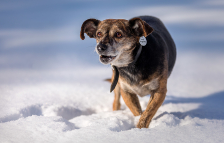 Mallorca Queen Loupi Outdoor Winter