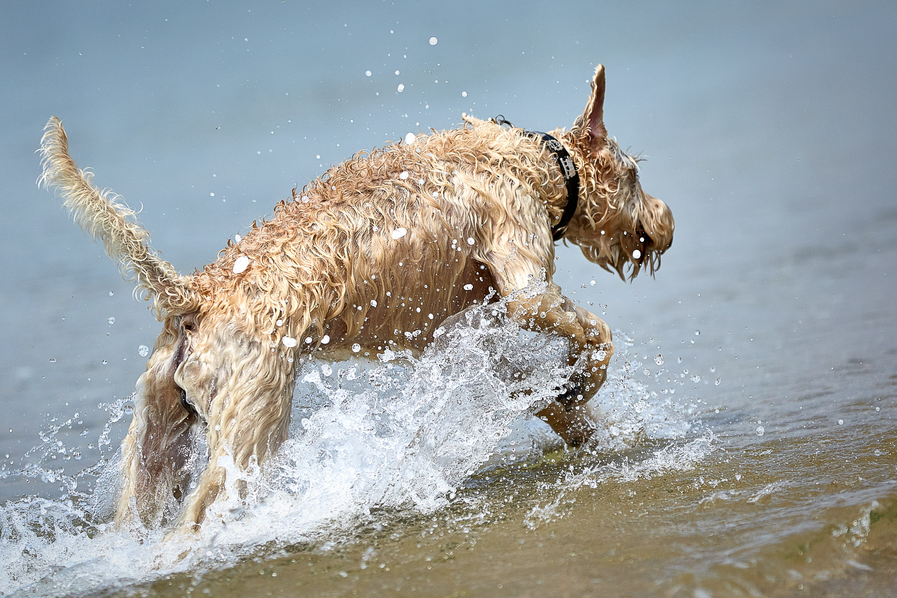 Soft Coated Irish Wheaten Terrier Kenzo Action Shooting Wasser