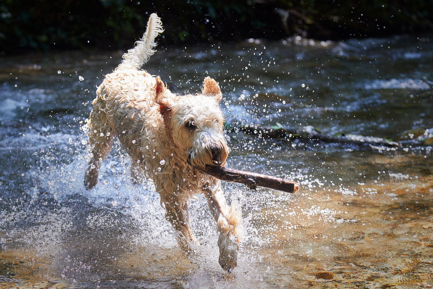 Soft Coated Irish Wheaten Terrier Kenzo Action Shooting Wasser